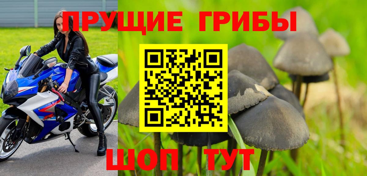 Галлюциногенные грибы мухоморы  где купить наркотик  Зерноград  Галлюциногенные грибы Psilocybine cubensis  Вход с VPN 